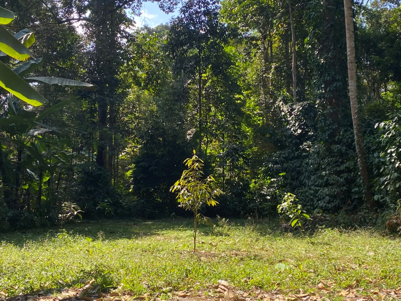 Green plantation